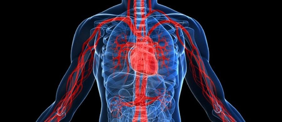 circulacao sanguinea